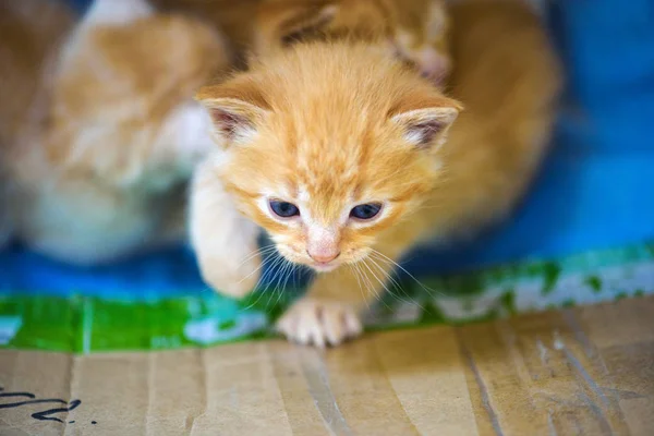 Lindo gatito — Foto de Stock