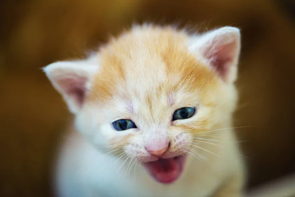 Gatinho bonito — Fotografia de Stock