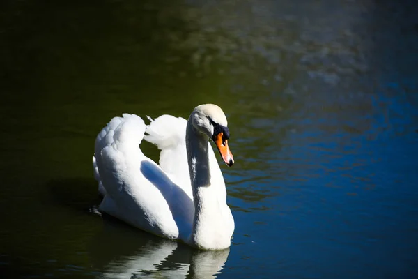 Bellissimi giovani cigni nel lago — Foto Stock