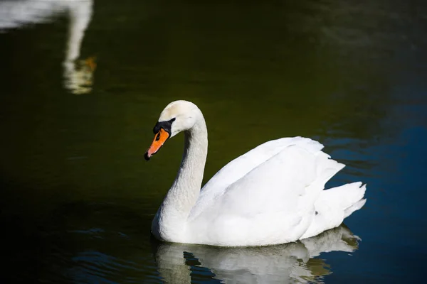 Hermosos cisnes jóvenes en el lago —  Fotos de Stock