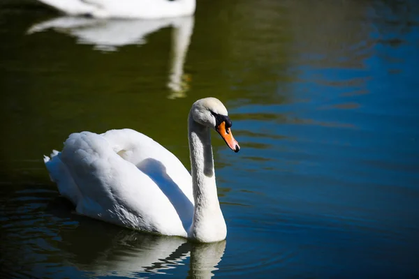 Hermosos cisnes jóvenes en el lago — Foto de Stock