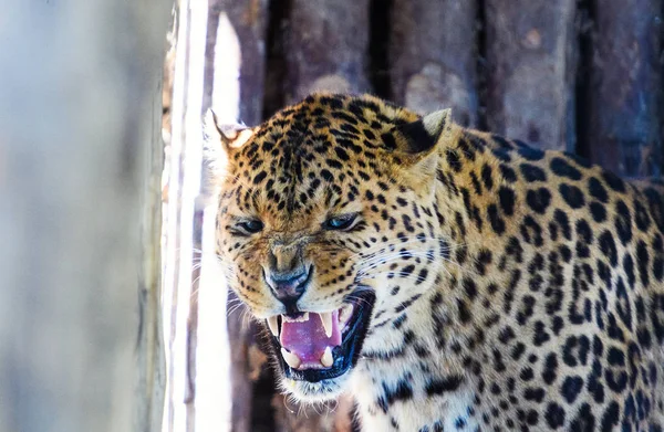 Retrato de un hermoso leopardo — Foto de Stock