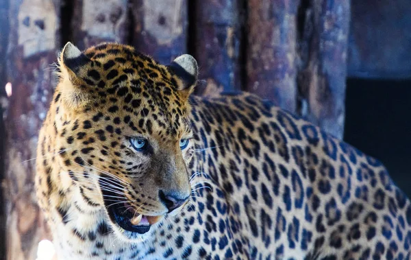 Porträt eines schönen Leoparden — Stockfoto