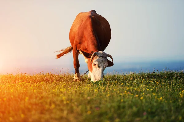 Vacă pășunând pe fundalul munților — Fotografie, imagine de stoc