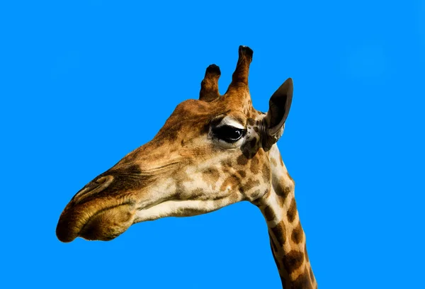 Ritratto di una giraffa su sfondo blu — Foto Stock