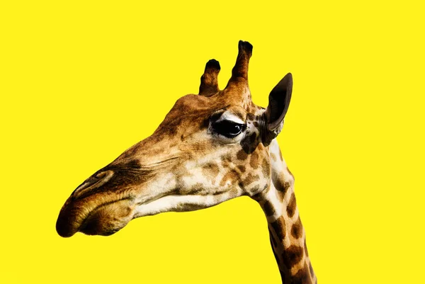 Retrato de uma girafa sobre um fundo amarelo — Fotografia de Stock