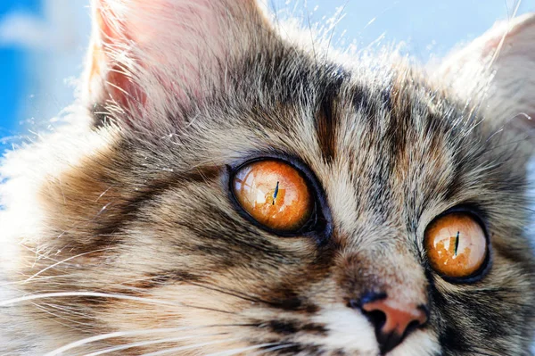 Süße Katze, sehr verspielt, mit gelben Augen — Stockfoto