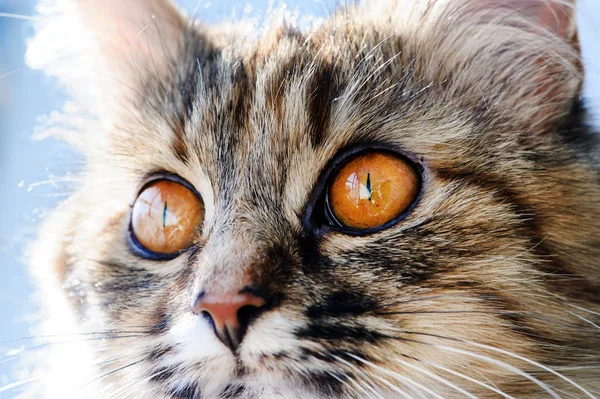 Dulce gato, muy juguetón, con ojos amarillos — Foto de Stock
