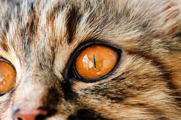 Süße Katze, sehr verspielt, mit gelben Augen — Stockfoto