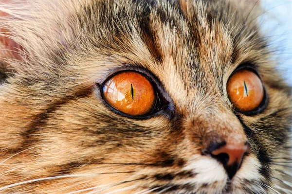 Tatlı kedi, çok eğlenceli, sarı gözlü — Stok fotoğraf