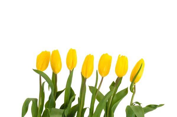 Желтые тюльпаны цветы изолированы на белом фоне . — стоковое фото