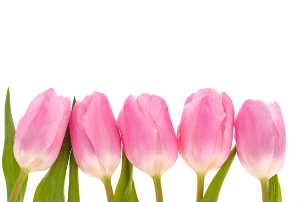 Różowe tulipany kwiaty izolowane na białym tle. — Zdjęcie stockowe