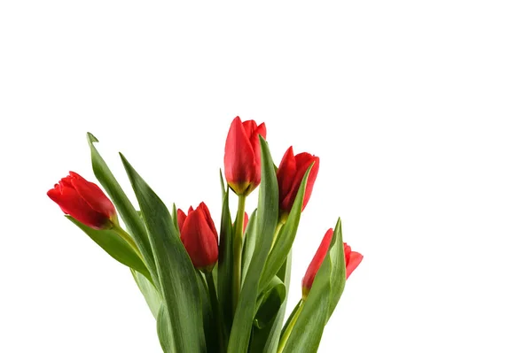Czerwone tulipany na białym tle. — Zdjęcie stockowe
