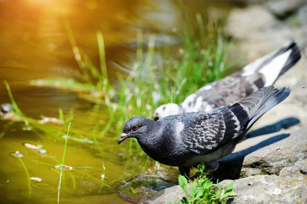 Pigeon in the park — Stock Photo, Image