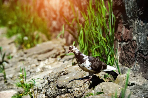 Taube im Park — Stockfoto