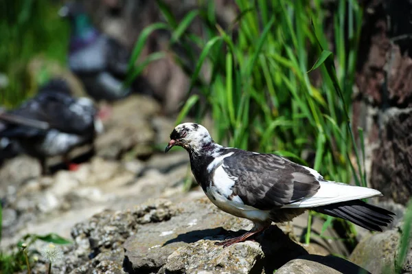 Pigeon in the park — Stock Photo, Image