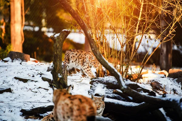 Рысь зимой — стоковое фото