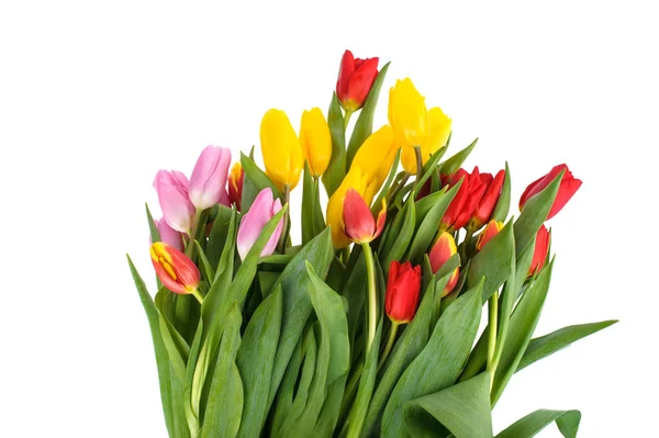 Zestaw różnych kolorowych tulipanów wyizolowanych na białym tle,, Sp — Zdjęcie stockowe