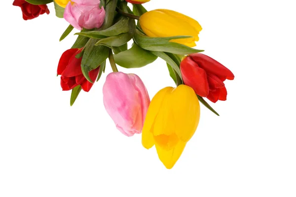 Zestaw różnych kolorowych tulipanów wyizolowanych na białym tle,, Sp — Zdjęcie stockowe