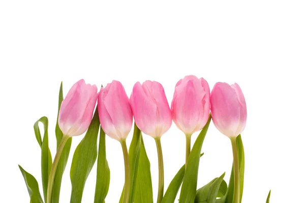 Różowe tulipany kwiaty izolowane na białym tle. — Zdjęcie stockowe