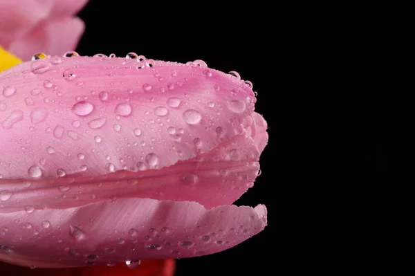 Pink tulips flower with water drops on black background — Stock Photo, Image