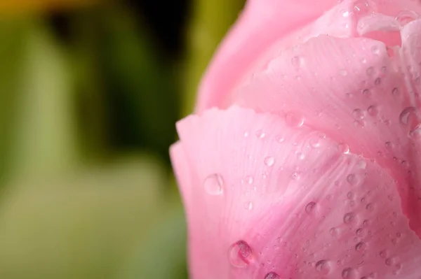 Pink tulips flower with water drops on black background — Stock Photo, Image