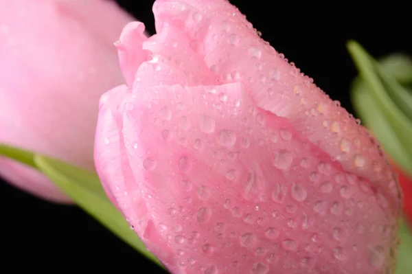 Flor de tulipas rosa com gotas de água no fundo preto — Fotografia de Stock