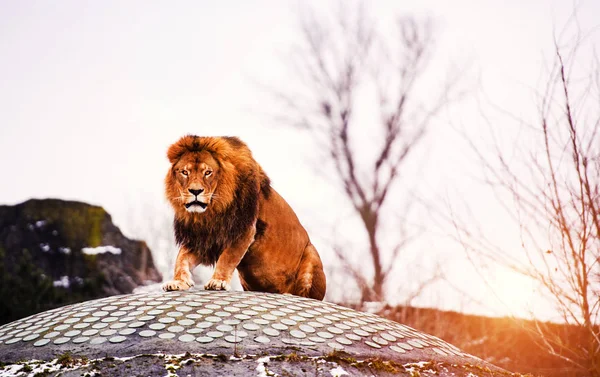 Hermoso león poderoso —  Fotos de Stock