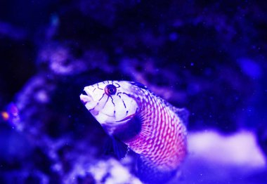 Harika ve güzel sualtı dünya mercan ve tropica