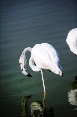 Gölde flamingo