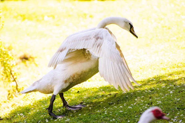 Hermoso cisne joven en la hierba verde, la primavera — Foto de Stock