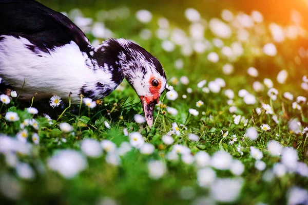 Eend op groen gras — Stockfoto