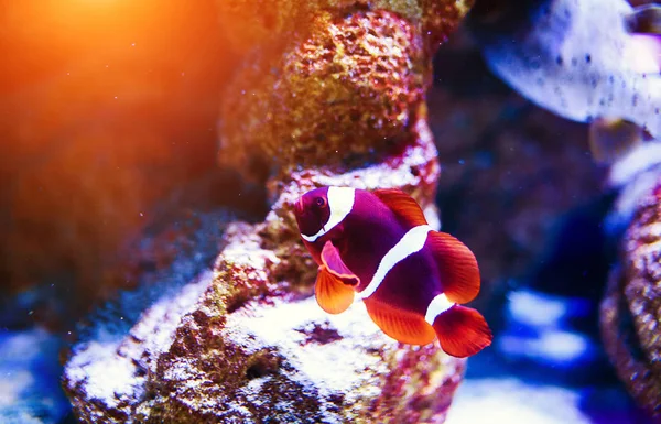 Maravilloso y hermoso mundo submarino con corales y tropica — Foto de Stock