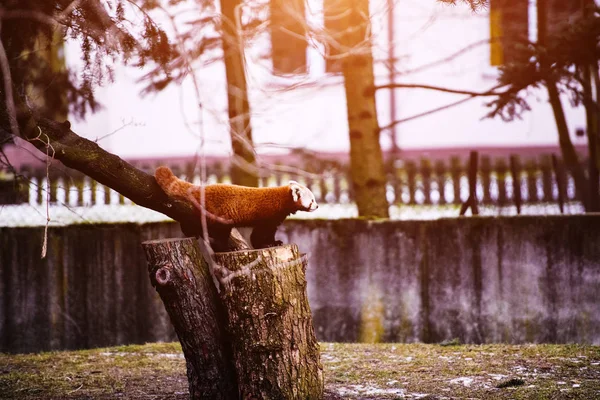 Portret Red Panda (Ailurus fulgens ) — Zdjęcie stockowe