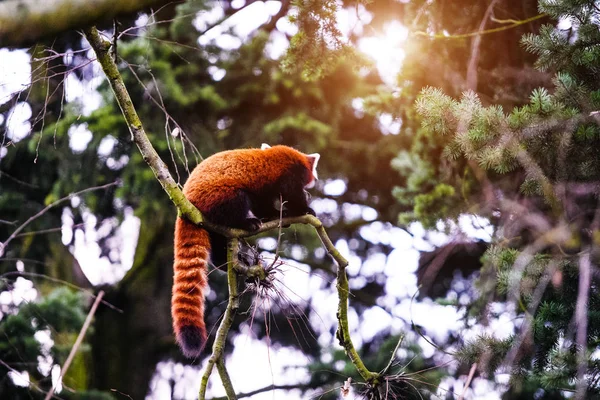 Retrato de um Panda Vermelho (Ailurus fulgens  ) — Fotografia de Stock