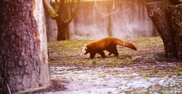 Portrait of a Red Panda ( Ailurus fulgens ) — Stock Photo, Image