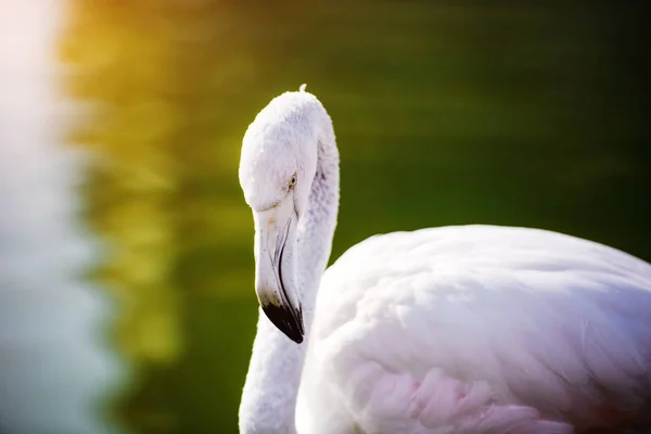 Fenicottero nel lago — Foto Stock