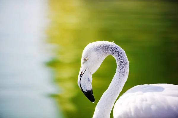 湖のフラミンゴは — ストック写真