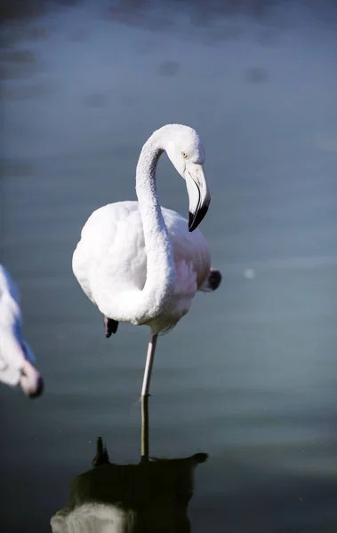 Flamingó a tóban — Stock Fotó