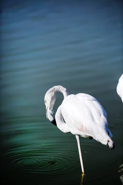 Flamingó a tóban — Stock Fotó