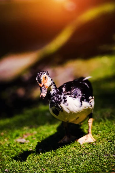 Canard sur herbe verte — Photo