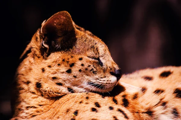 Beautiful serval cat — Stock Photo, Image