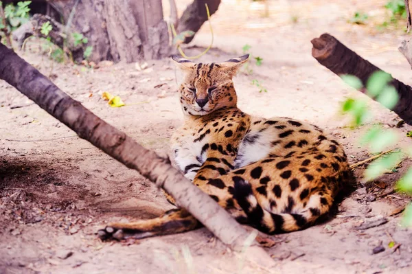 Beautiful serval cat — Stock Photo, Image