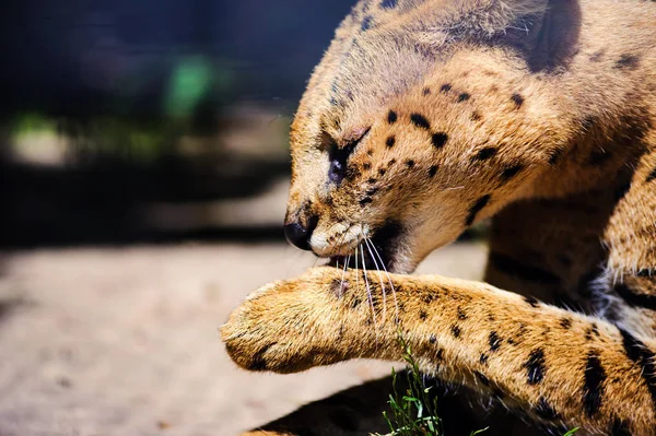 Vackra serval cat — Stockfoto