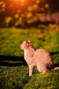 Yeşil çimenlerin üzerinde güzel kırmızı kedi. Yaz günü.