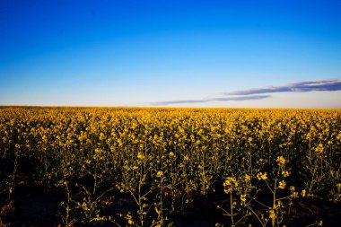 Güneş ışığında sarı kanola tarlası. Ukrayna 'nın kırsal bölgesi