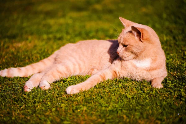緑の草の上に美しい赤い猫。夏の日. — ストック写真