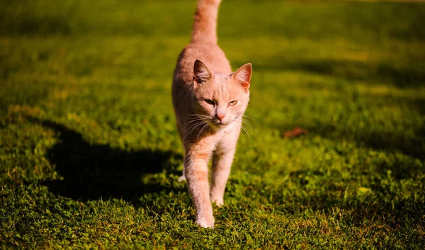 Vakker, rød katt på grønt gress. Sommerdag . – stockfoto