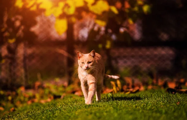 Mooie rode kat op groen gras. Zomerdag. — Stockfoto