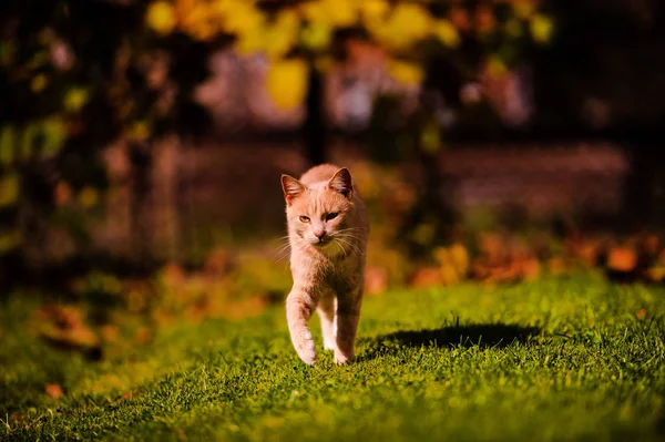 Mooie rode kat op groen gras. Zomerdag. — Stockfoto